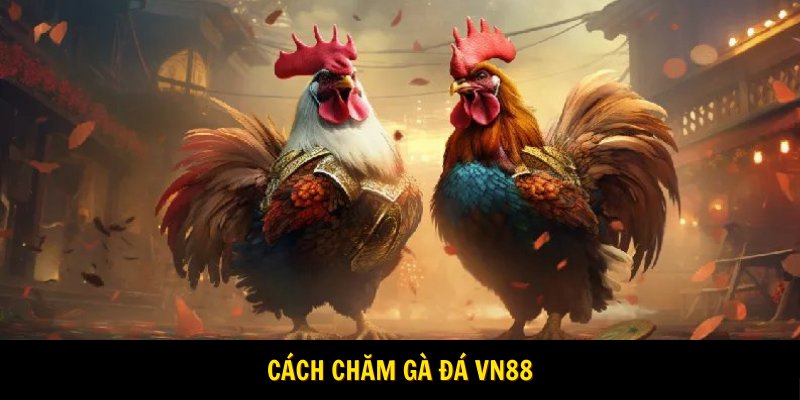 Cách chăm gà đá khoa học cho huấn luyện viên