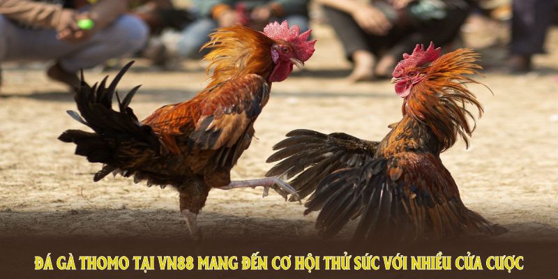 Đá Gà Thomo tại VN88 mang đến cơ hội thử sức với nhiều cửa cược độc đáo