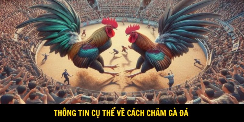 Thông tin cụ thể về cách chăm gà đá